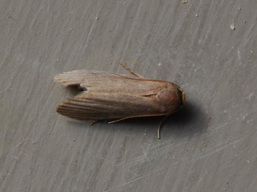 Achroia grisella